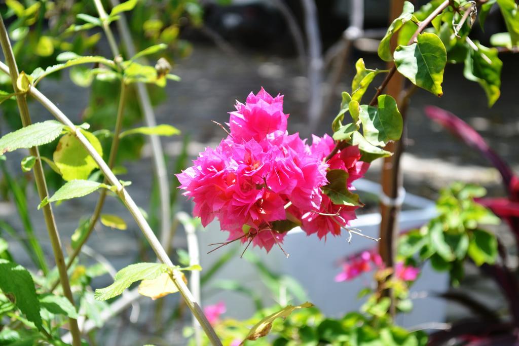 Jacuma'S Lodge Hotel ภายนอก รูปภาพ